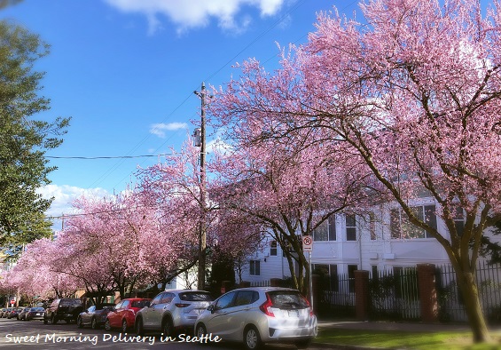 シアトルの桜 2018「花見」は英語で？