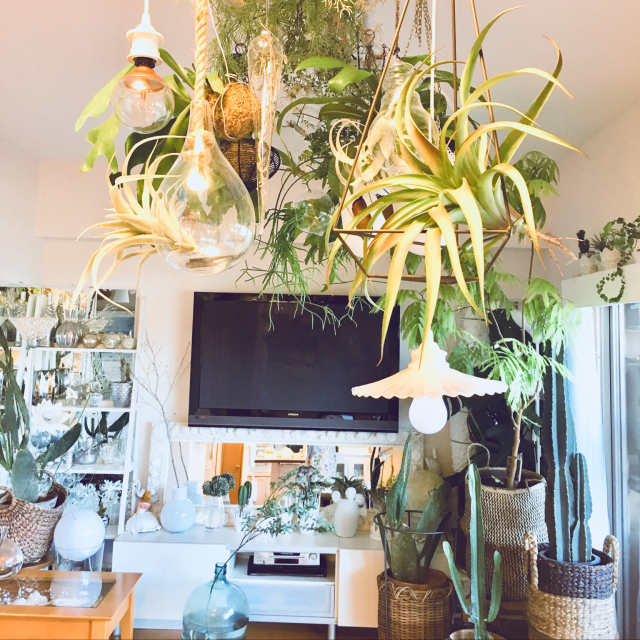 観葉植物のあるお部屋 観葉植物のあるお部屋