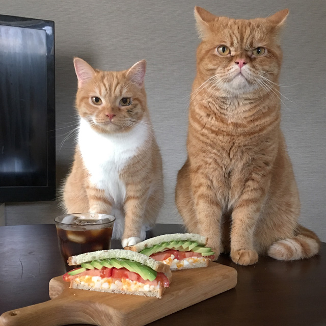 栄養満点!タマゴは粗めにつぶして作りたい「アボカドサンド」