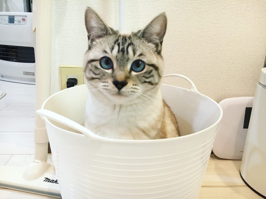 かごに入る愛猫