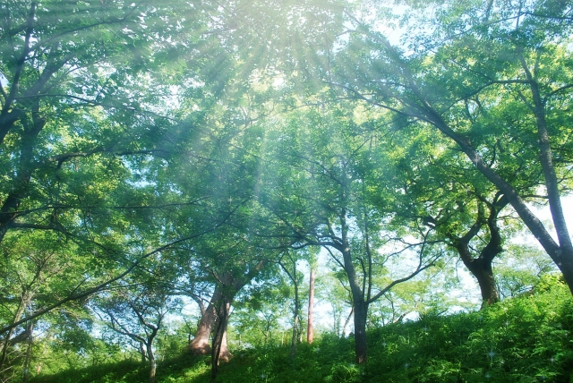 新緑の5月 新緑の5月