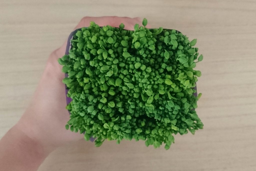 おいしい葉の花の選び方 おいしい葉の花の選び方