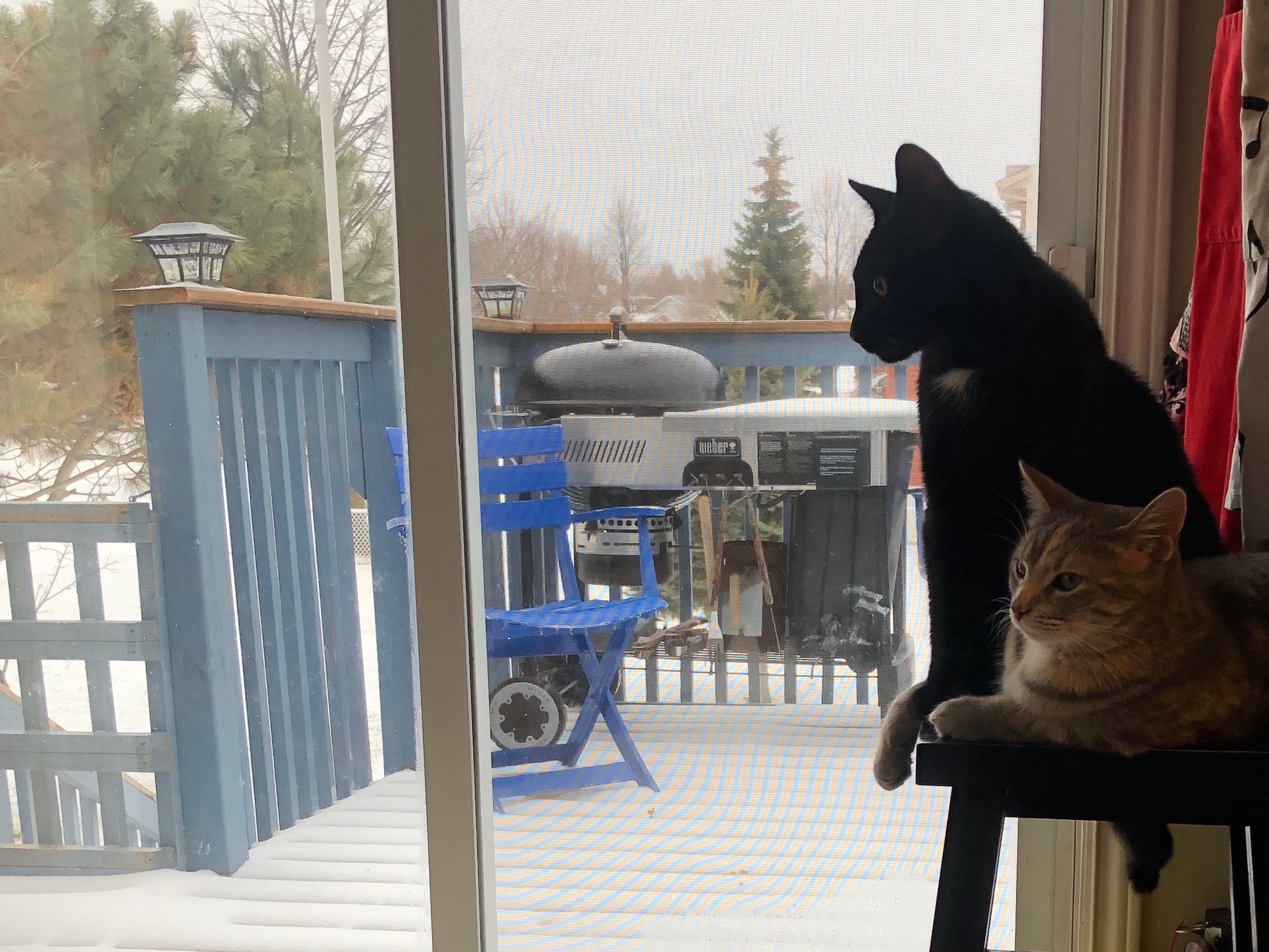 猫達と雪見。〜北国の春はまだ来ません〜