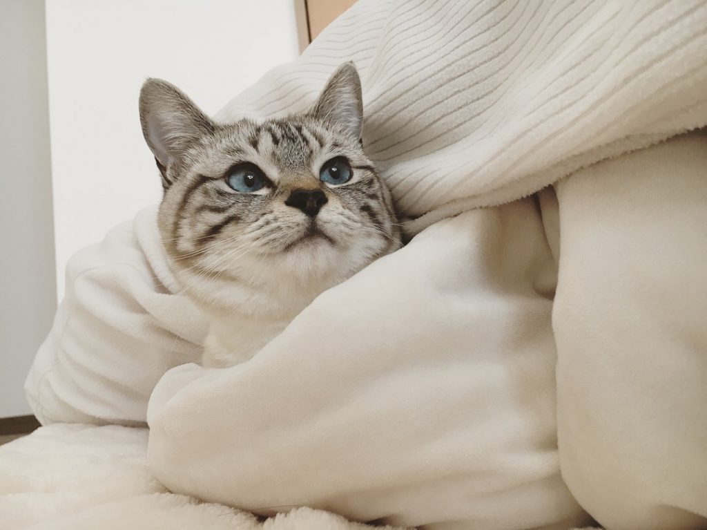 ベッドに入ってくる愛猫