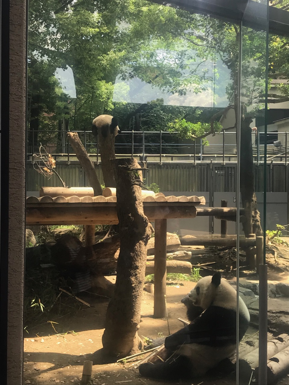 朝のシャン活
