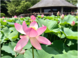 千葉公園 大賀ハス 千葉公園 大賀ハス