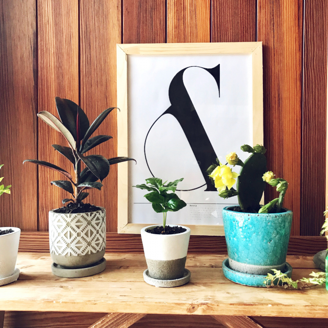 インテリアのアクセントに♪「グリーン＆植木鉢」の楽しみ方3つ