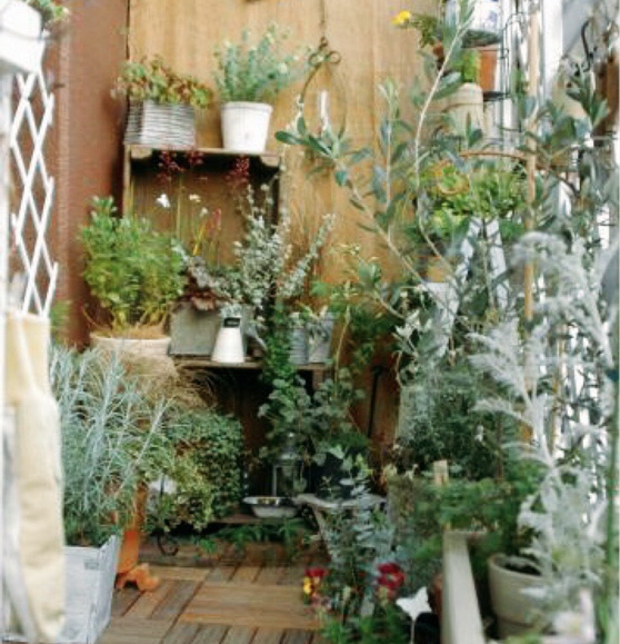 お庭のハーブ お庭のハーブ