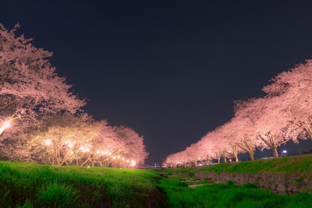 夜桜