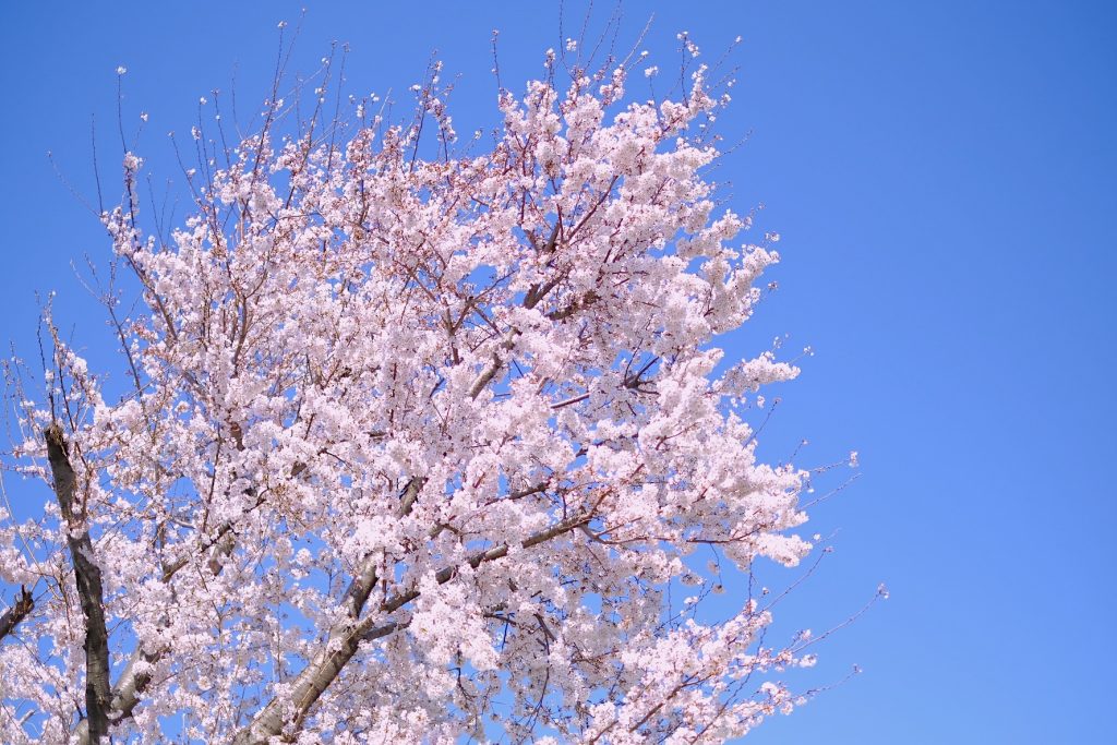 満開の桜