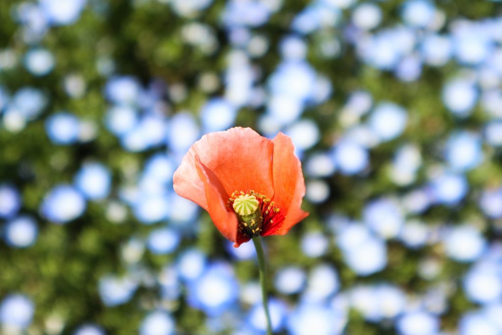 お花