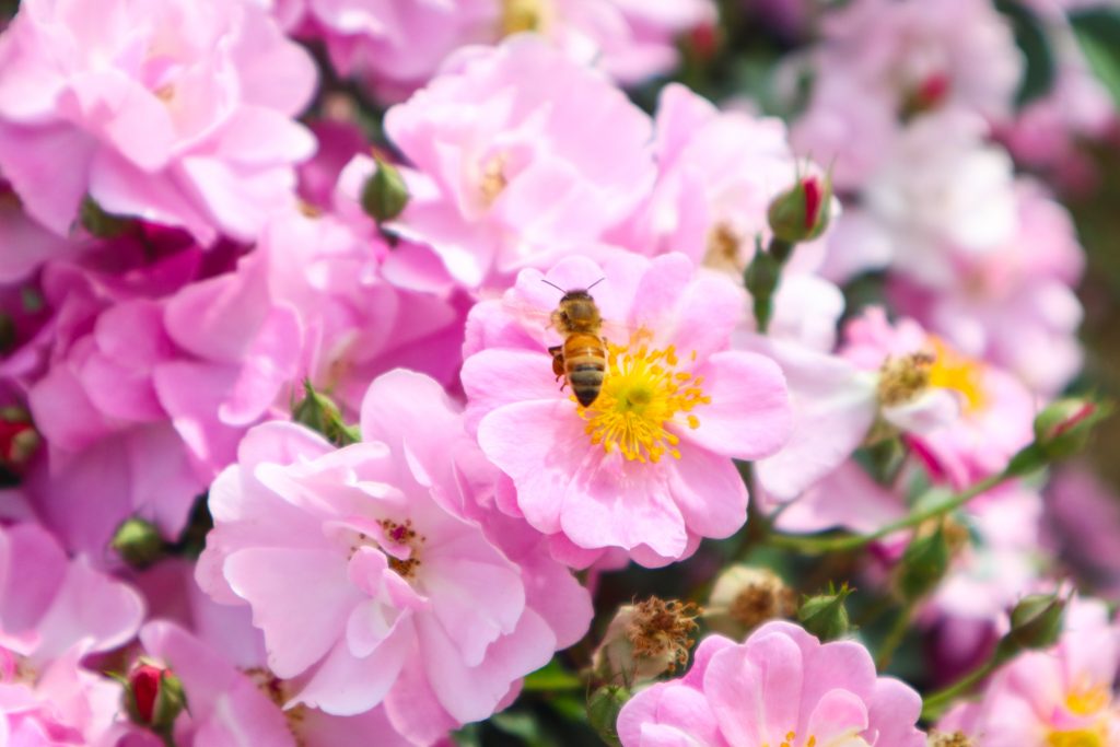 お花