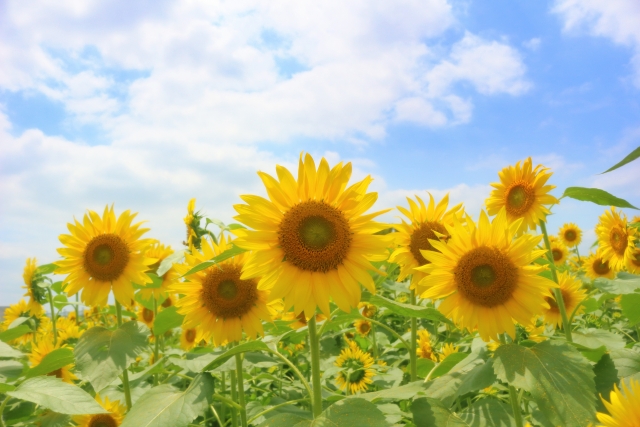 暑さに負けず夏を楽しむために！朝の「夏バテ防止対策」3つ