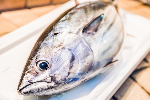 鯛、サバ、鰹、ウニは何と言う？「魚」の英語名8選