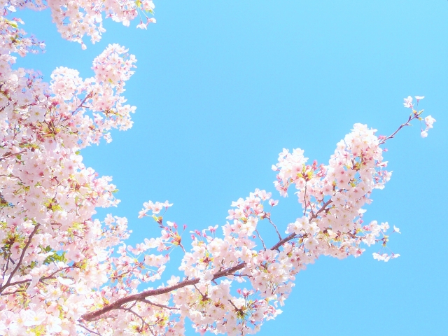 「桜」を2単語の英語で言うと？