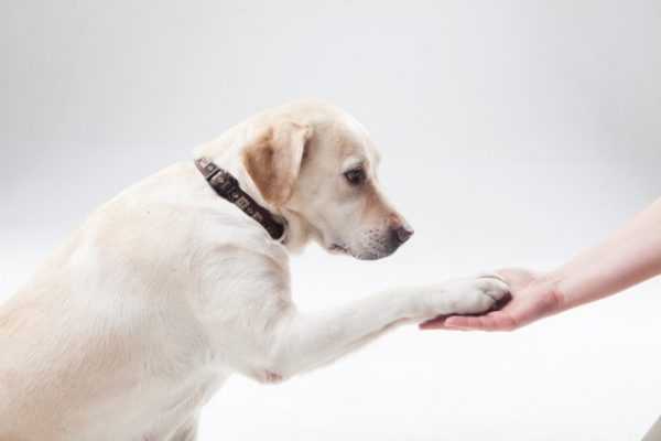 お行儀の良い犬