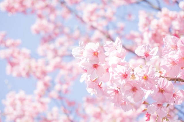 “満開”ってなんて言うの？「桜」にまつわる英語フレーズ4選