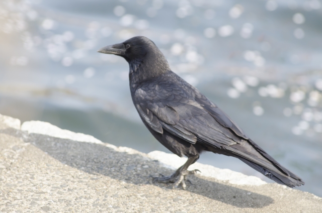 「カラスを食べる」ってどういう意味!?動物にまつわる英語の比喩3つ