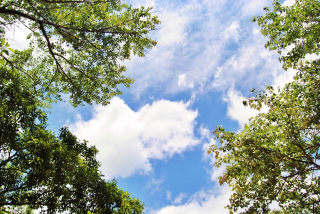 朝