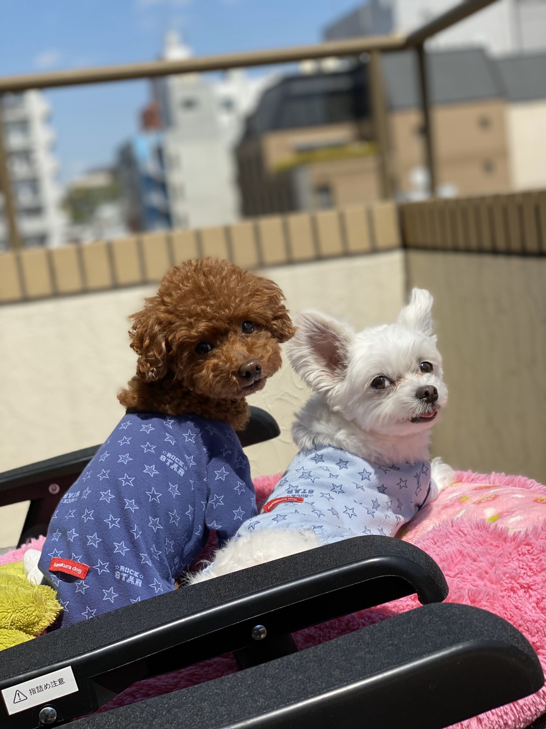 吉田なるさんの愛犬たち