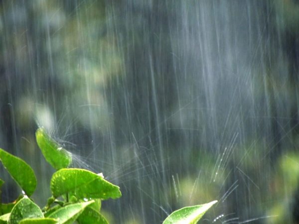 ゲリラ豪雨