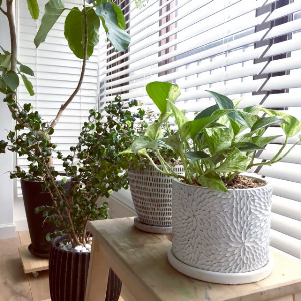 観葉植物