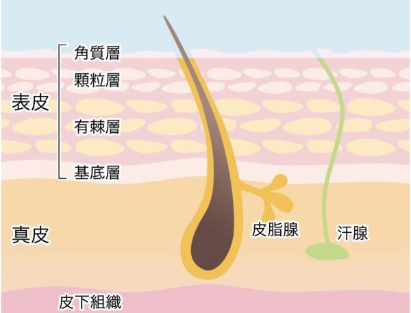 肌の角質層