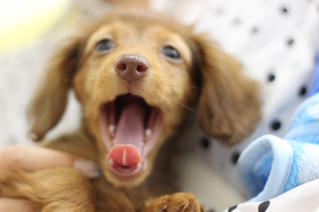 犬が好き=I like dogじゃない!複数形「S」のつけ忘れに気をつけよう