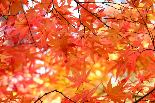 秋到来！英語の「Fall」と「Autumn」の違いって？