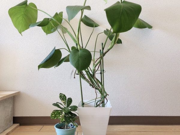観葉植物
