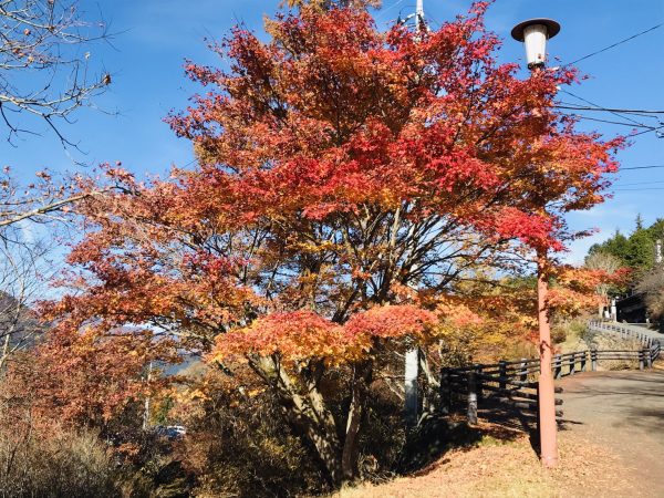 秩父の妙法ヶ岳・霧藻ヶ峰
