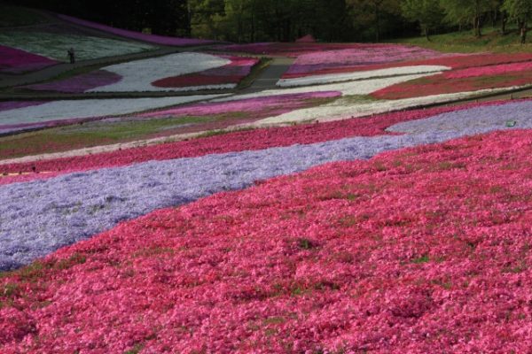 秩父の芝桜