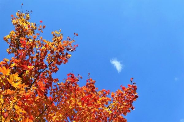 秋の青空