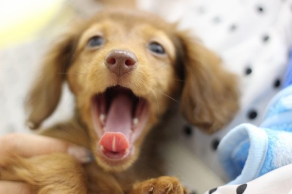 犬が好き＝I like dogじゃない！複数形「S」のつけ忘れに気をつけよう