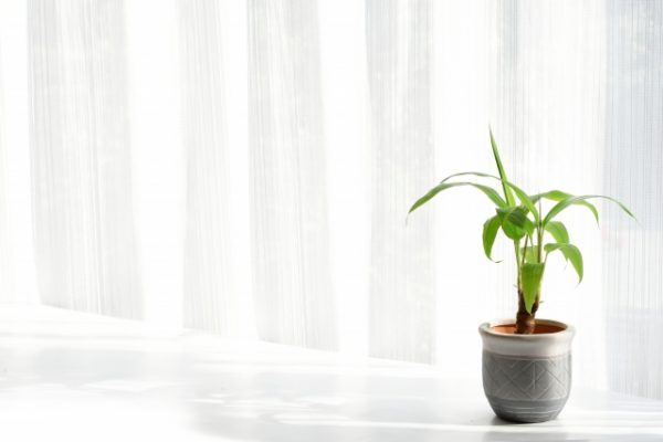 窓際の観葉植物