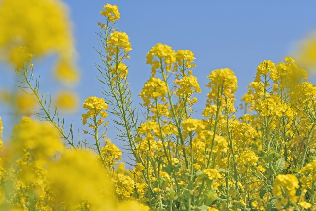 「菜の花」って英語で何て言うの？