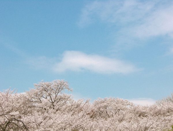 桜と雲