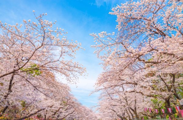 桜