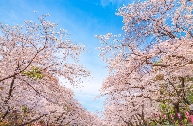 「spring chicken（春の鶏）」って何のこと？春にまつわる英語3つ