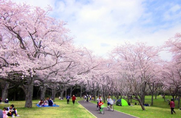 春の風物詩!「お花見」にまつわる英語表現いろいろ♪