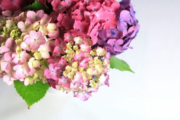 あじさいの花束