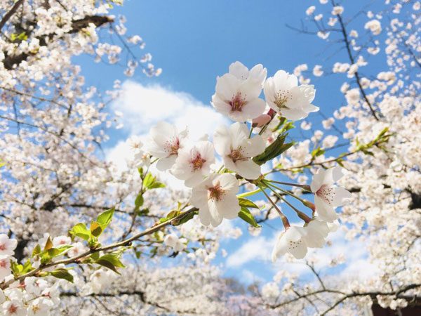 桜