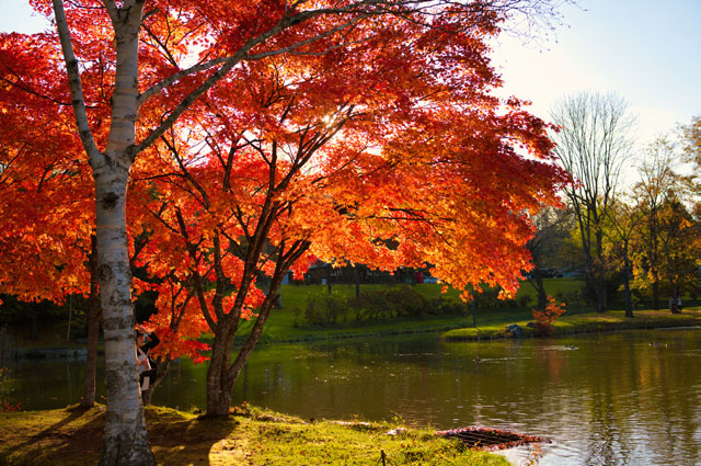 紅葉