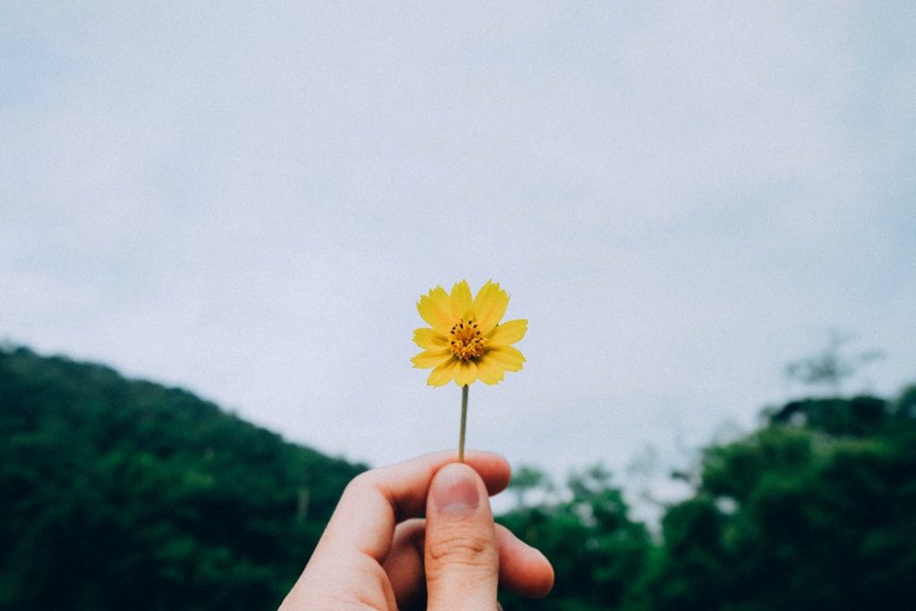 お花
