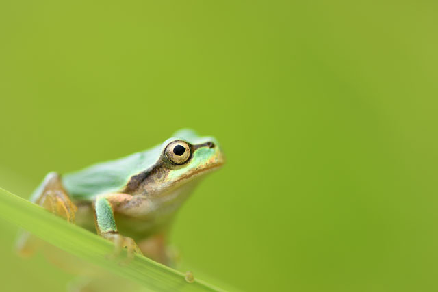 英語「frog」の意味って？