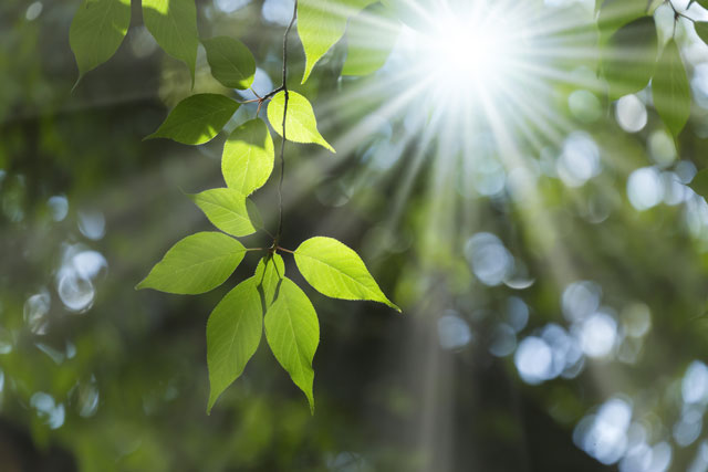 英語「greenery」の意味って？