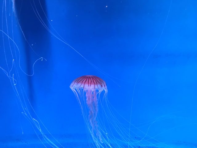 クラゲ