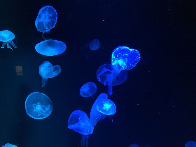 クラゲ