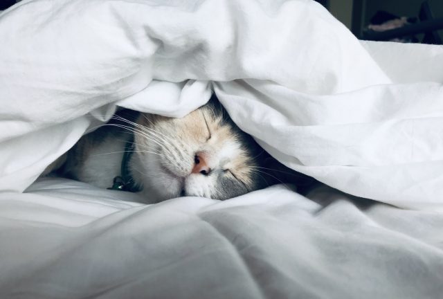 ねこ