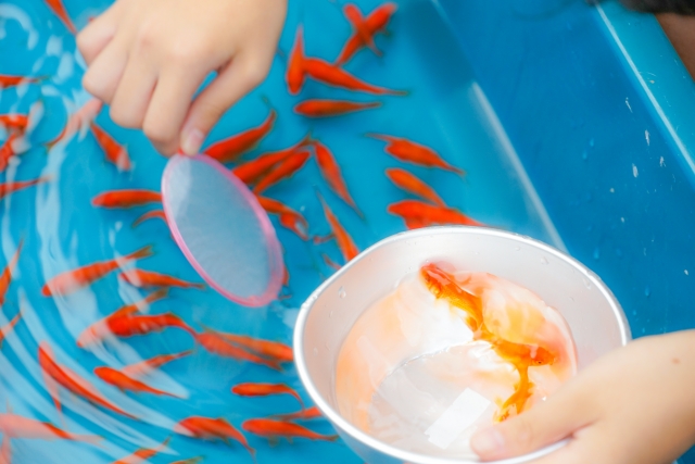 「金魚すくい」を英語で言うと？